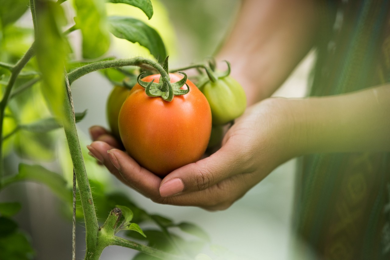 Hands holding a tomato