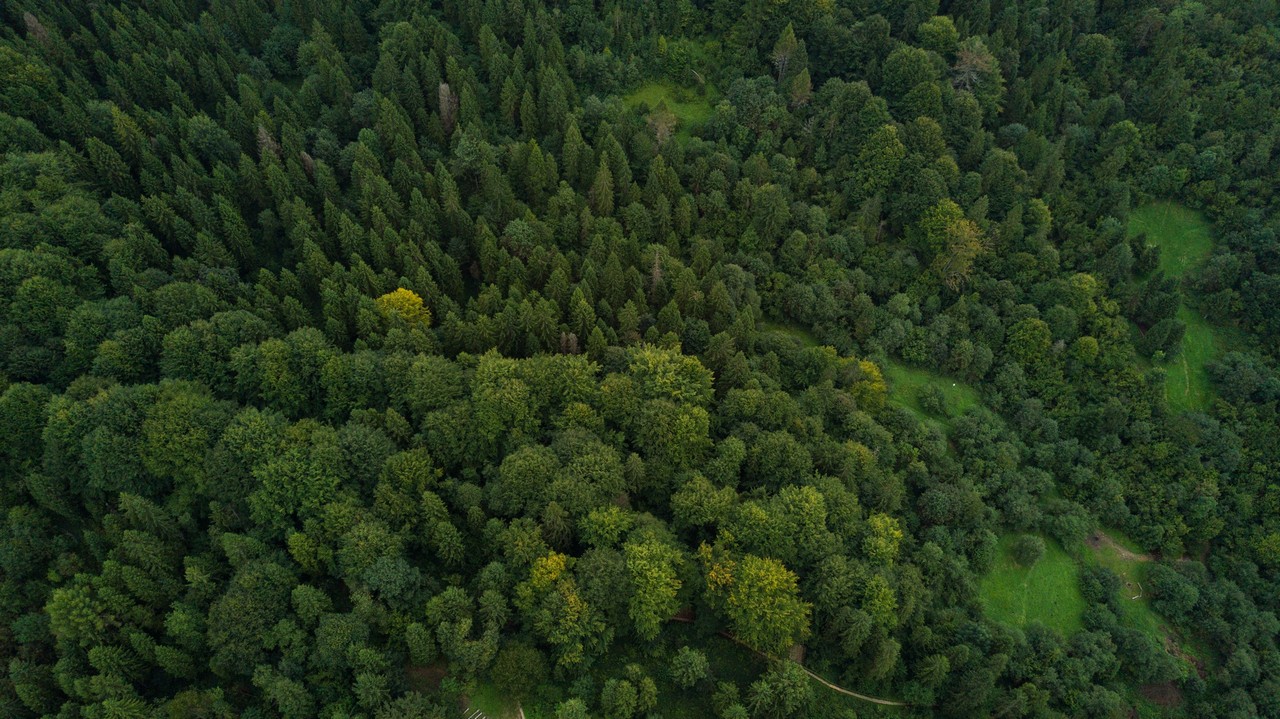 Aerial photograph of a green forest