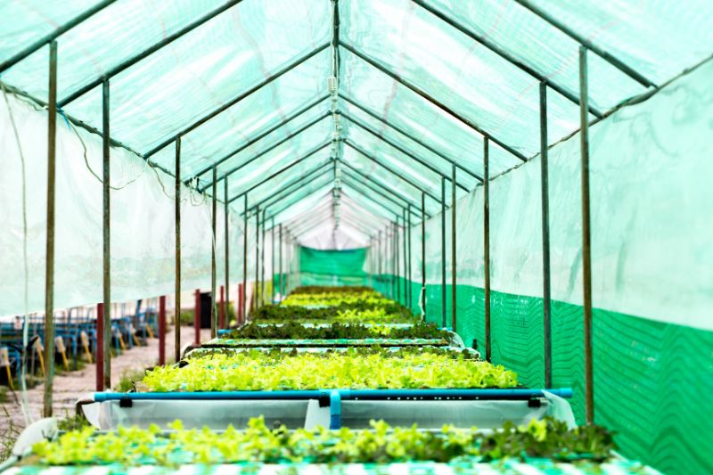 Hydroponics-vegetables